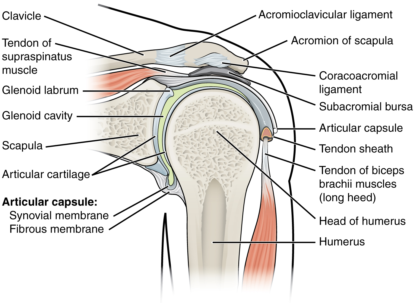 A Comprehensive Guide To Managing Shoulder Labral Tears Functional